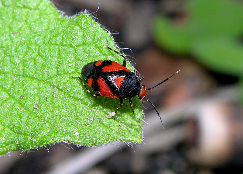 Miridae: Deraeocoris (Deraeocoris) schach